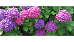 低矮开花灌木有哪些？低矮开花灌木大盘点