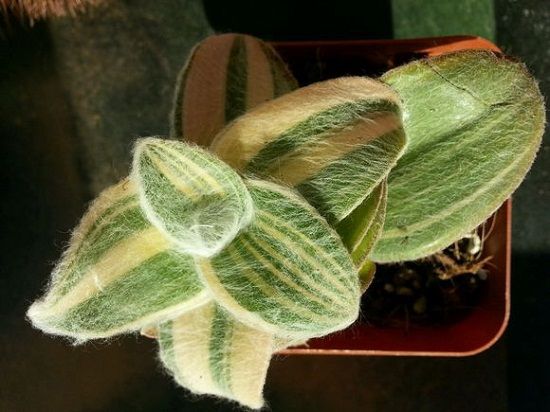 白雪姬锦 白雪姬锦