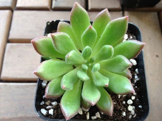 红唇多肉 红唇多肉