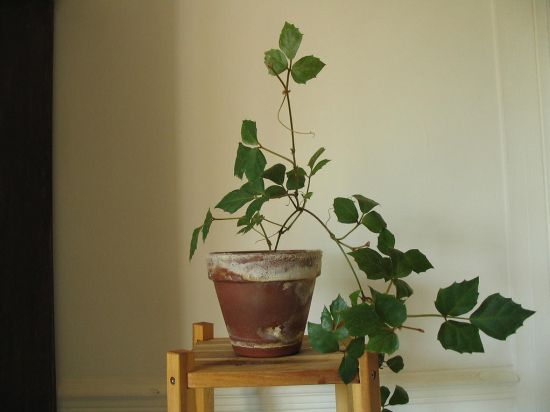 菱叶粉藤养护需注意些什么？