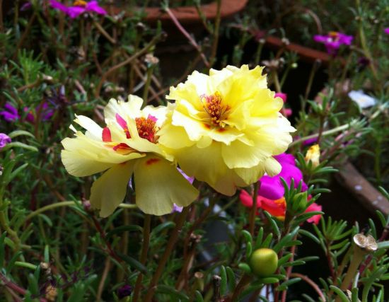 黄色太阳花图片 黄色太阳花图片