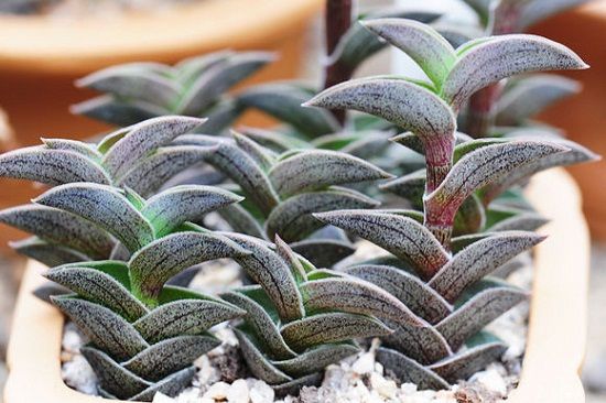 重扇(四) 重扇(四)