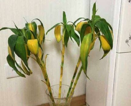 富贵竹叶子肥料不足 富贵竹叶子肥料不足