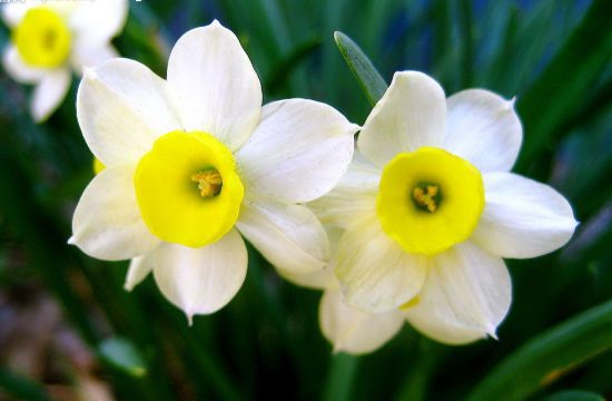 花卉的生长和开花有什么规律性