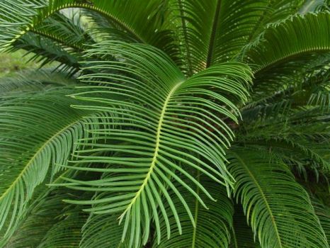 四川铁树 四川铁树