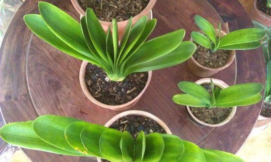 君子兰分株繁殖 君子兰分株繁殖