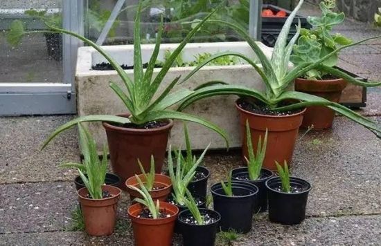 芦荟兰分株繁殖 芦荟兰分株繁殖