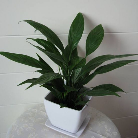 白掌分株繁殖 白掌分株繁殖