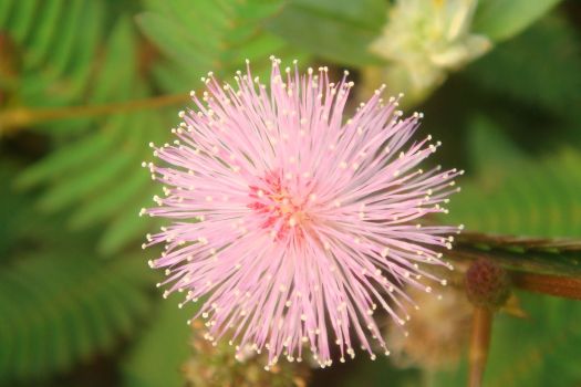 一朵含羞草花 一朵含羞草花