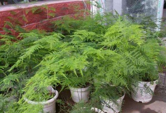 常见植物分株繁殖方法 常见植物分株繁殖方法