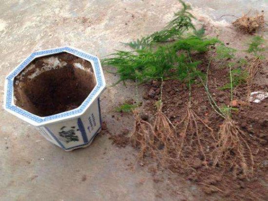 文竹分株繁殖 文竹分株繁殖