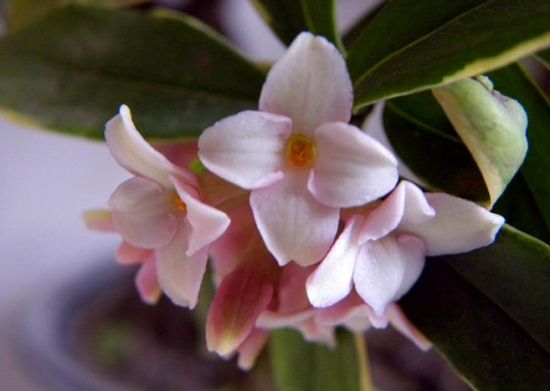 瑞香花花语：祥瑞,吉利