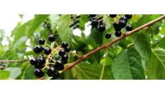 山桃稠李果实能吃吗