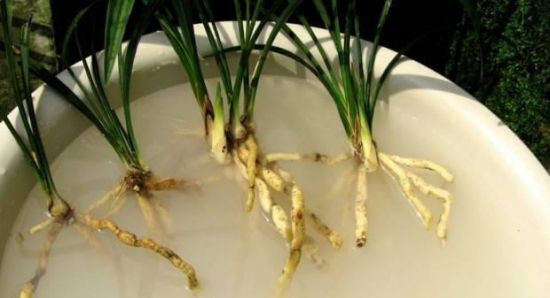 兰花分株繁殖 兰花分株繁殖