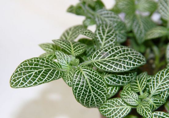 网纹草实拍 网纹草实拍