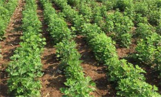 艾草的养殖方法和注意事项：7个方法提高艾草产