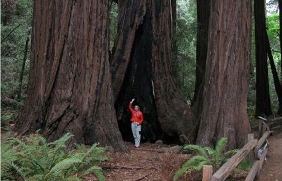 世界上最高的树 世界上最高的树