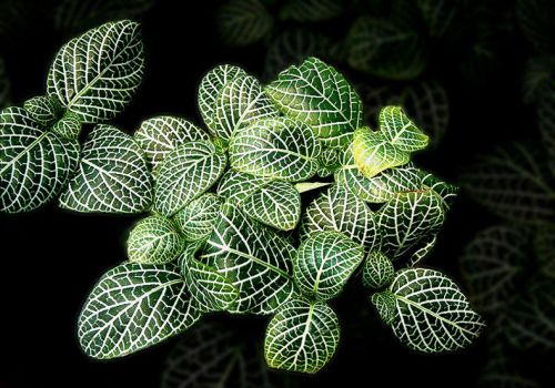 网纹草夜景 网纹草夜景