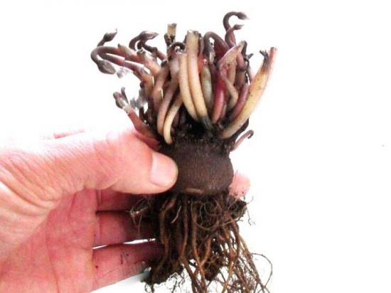 仙客来种球 仙客来种球