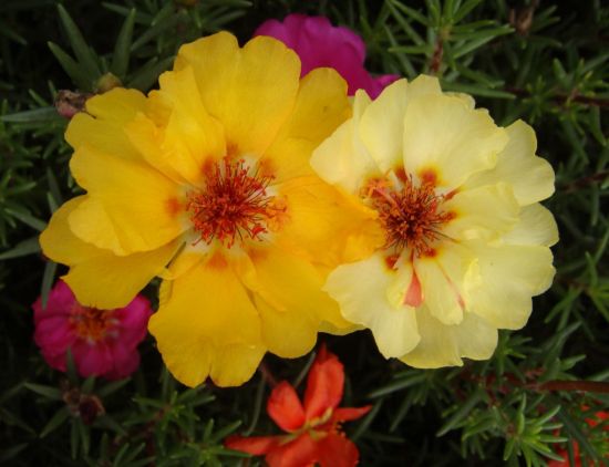 两朵不同颜色的太阳花图片 两朵不同颜色的太阳花图片