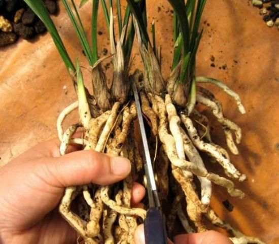 兰花分株繁殖 兰花分株繁殖