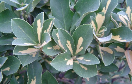 银心黄杨 银心黄杨