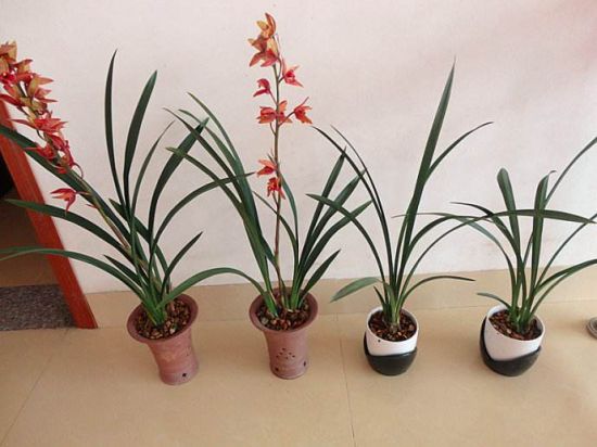 兰花分株繁殖 兰花分株繁殖