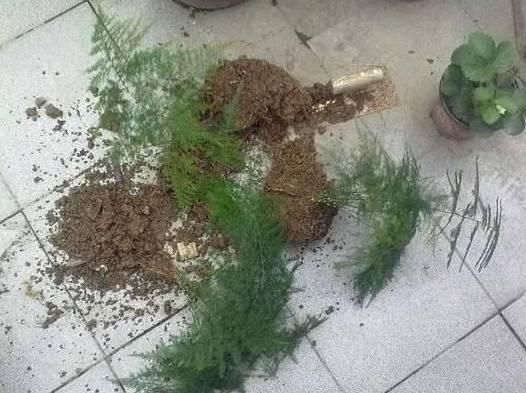 文竹分株繁殖 文竹分株繁殖