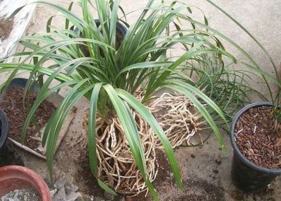 兰花分株繁殖 兰花分株繁殖