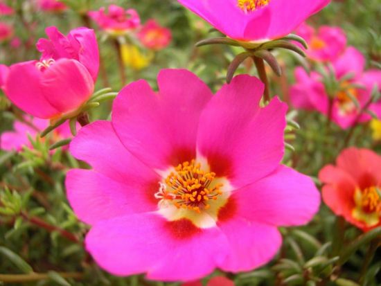 太阳花微距拍摄图片 太阳花微距拍摄图片