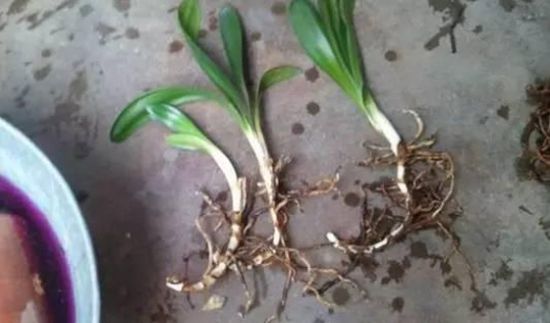 君子兰分株繁殖 君子兰分株繁殖