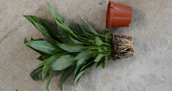 白掌分株繁殖 白掌分株繁殖