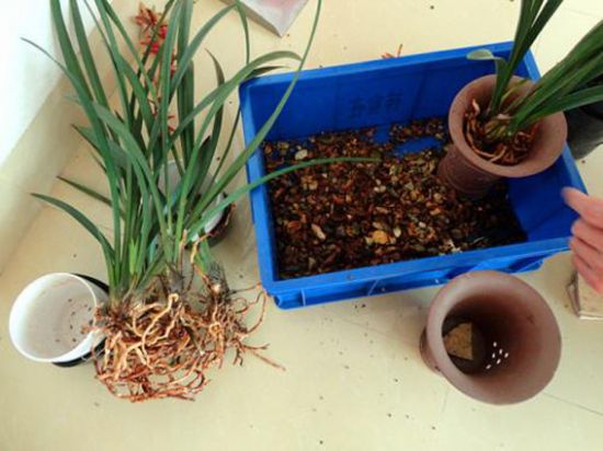 兰花分株繁殖 兰花分株繁殖