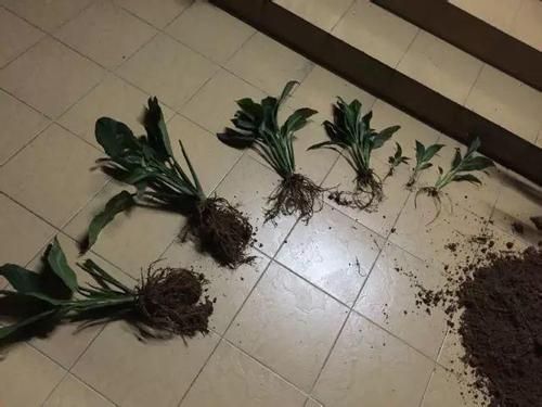白掌分株繁殖 白掌分株繁殖