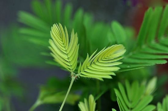 羞涩的含羞草叶子 羞涩的含羞草叶子