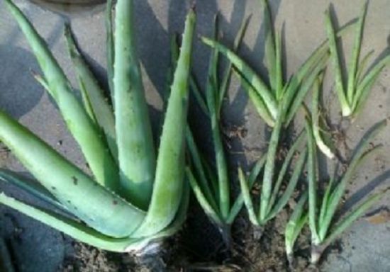 芦荟分株繁殖 芦荟分株繁殖