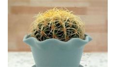 金琥球怎么养？金琥球4个步骤养殖