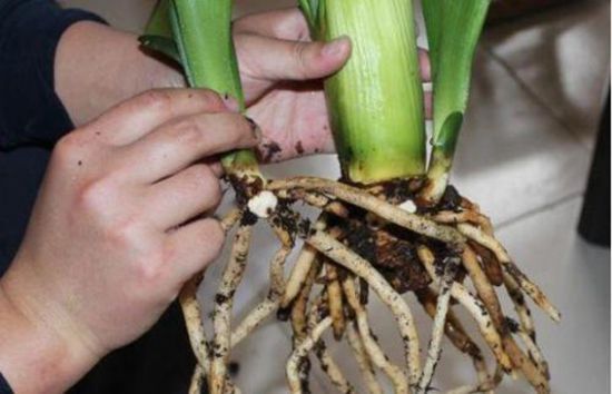 君子兰分株繁殖 君子兰分株繁殖