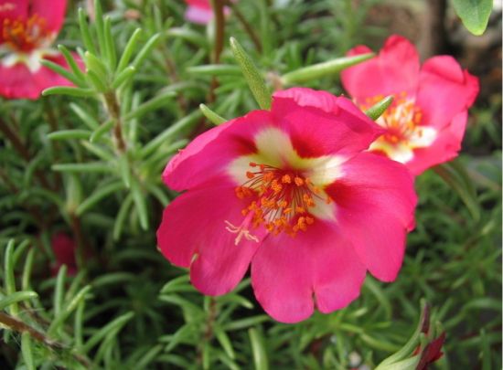 优雅的太阳花图片 优雅的太阳花图片