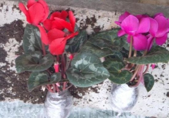 仙客来花苗 仙客来花苗