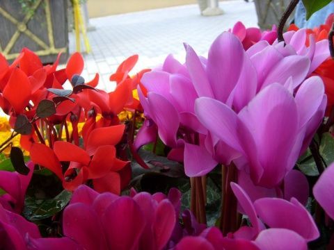 美丽的仙客来图片 美丽的仙客来图片