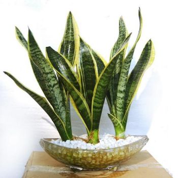 虎皮兰有毒吗：没毒,适宜放置客厅卧室