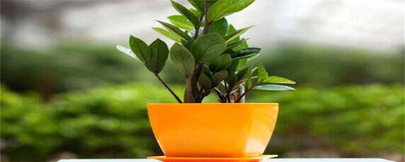 金钱树怎么养才茂盛？六大养护技巧