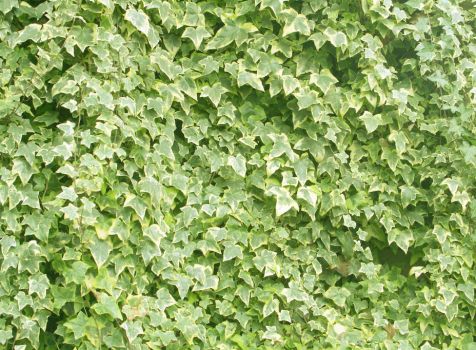 常春藤墙 常春藤墙