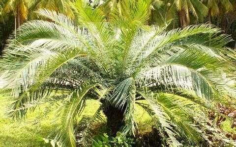 海南苏铁 海南苏铁