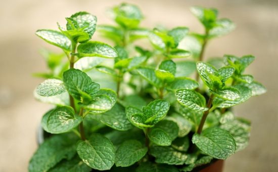 10种适合家养的“三好”植物 10种适合家养的“三好”植物