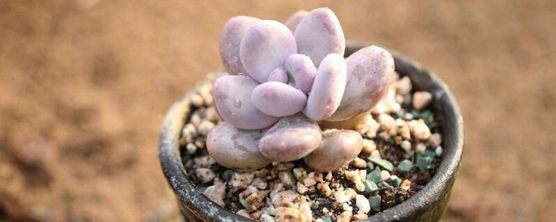 如何种植多肉植物？