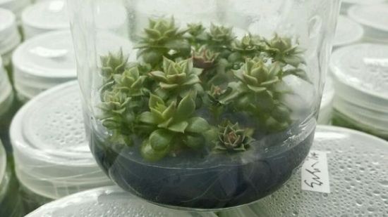 什么是多肉组培 什么是多肉组培
