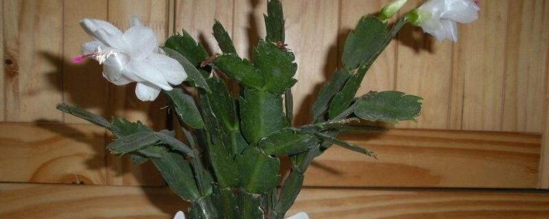 蟹爪兰怎样浇水？蟹爪兰四季浇水方法