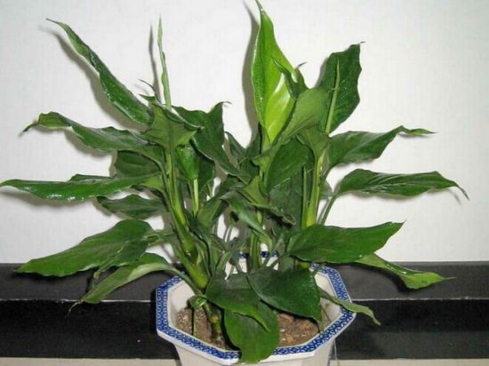 室内万年青 室内万年青